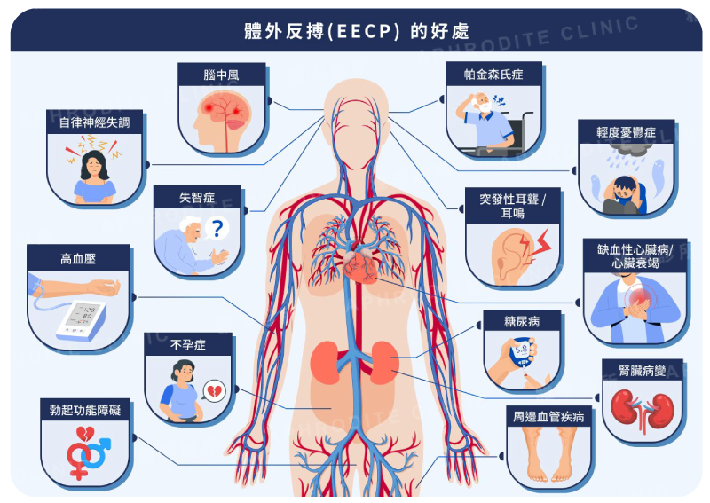 雅丰, 亞健康, 預防醫學, 心臟外搏, 體外反搏, EECP, 血液循環, 勃起障礙, 微血管增生, 幫助新陳代謝, 作用原理