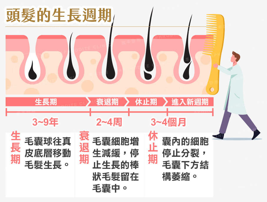 頭髮生長期,雅丰診所